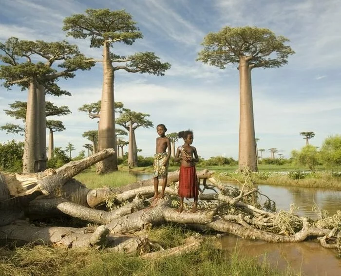 Универсальное африканское дерево баобаб (12 фото)