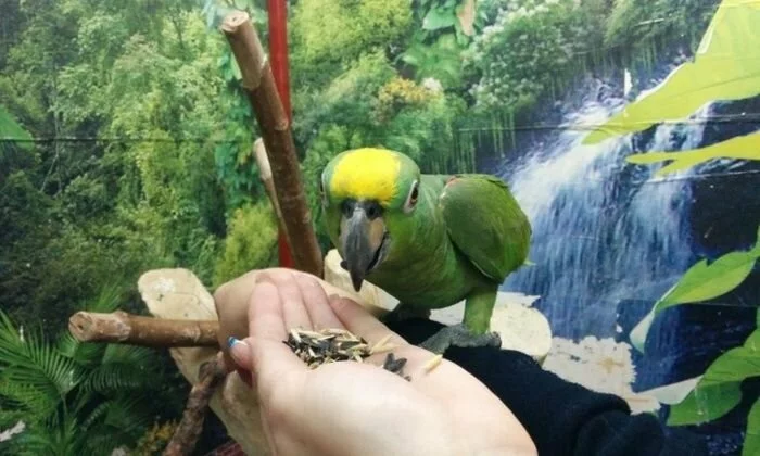 Продам попугая (2 фото)