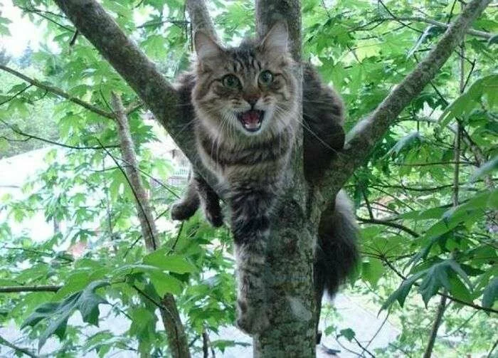 Легкий способ, чтобы снять кота с дерева